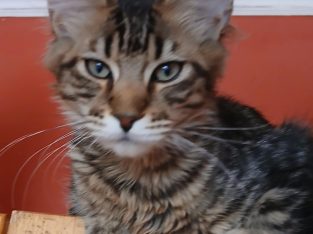 Flynt Maine Coon Kandúr