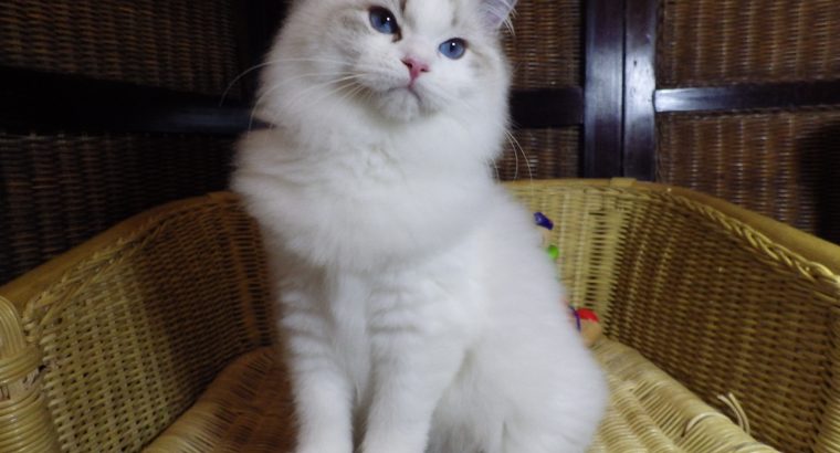 Everly💖💖🐈 Ragdoll kislány!