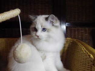 Everly💖💖🐈 Ragdoll kislány!