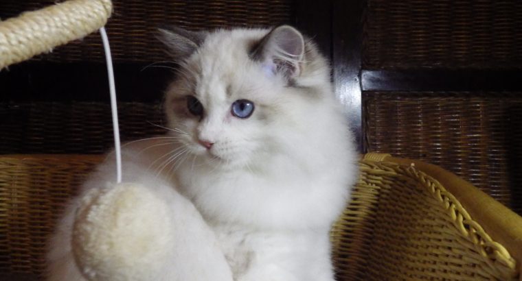 Everly💖💖🐈 Ragdoll kislány!