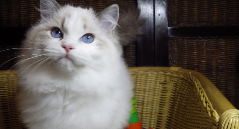 Everly💖💖🐈 Ragdoll kislány!