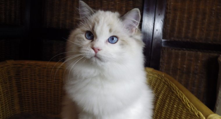 Everly💖💖🐈 Ragdoll kislány!