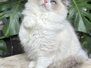 Ragdoll kicsi