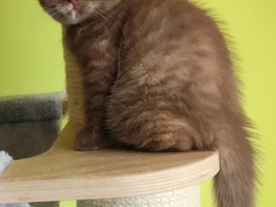 Brit rövidszőrű fahéj tortie kislán
