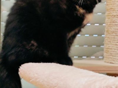 Brit fekete tortie kislány