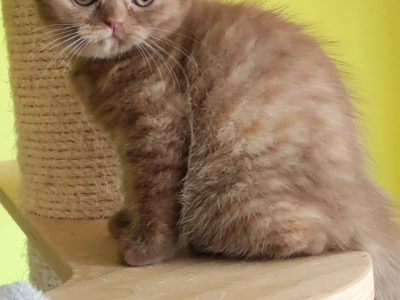 Brit rövidszőrű fahéj tortie kislán
