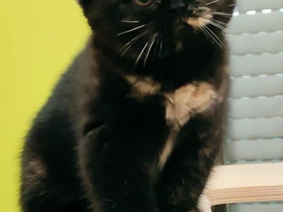Brit fekete tortie kislány
