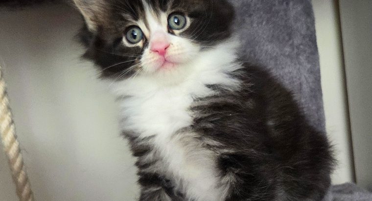 Indy Maine Coon kiscica