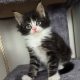 Indy Maine Coon kiscica