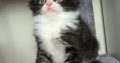 Indy Maine Coon kiscica