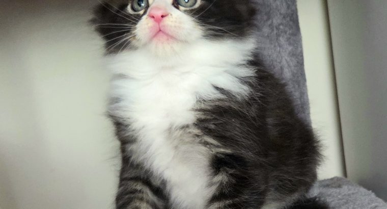 Indy Maine Coon kiscica