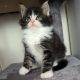 Indy Maine Coon kiscica
