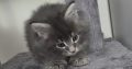 Irvin Maine Coon kiscica
