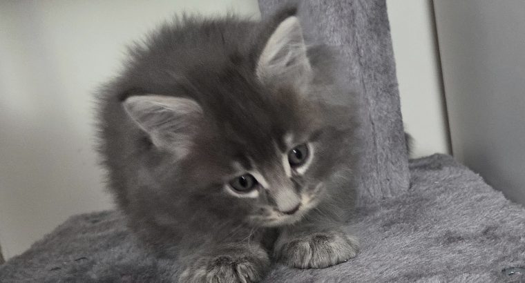Irvin Maine Coon kiscica