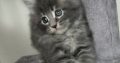 Irvin Maine Coon kiscica