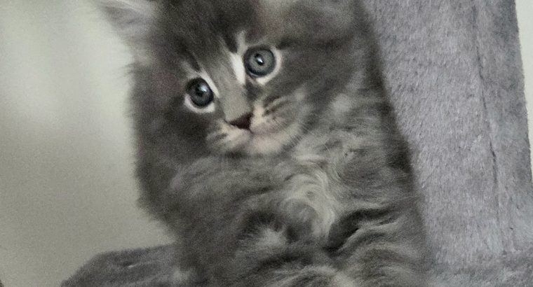Irvin Maine Coon kiscica