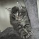 Irvin Maine Coon kiscica