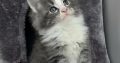 Izzy Maine Coon kiscica