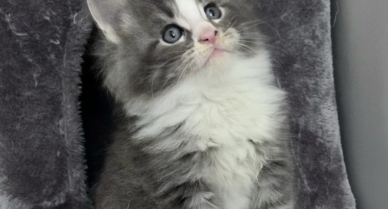 Izzy Maine Coon kiscica