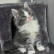 Izzy Maine Coon kiscica