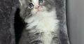 Izzy Maine Coon kiscica