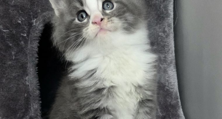 Izzy Maine Coon kiscica