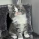 Izzy Maine Coon kiscica