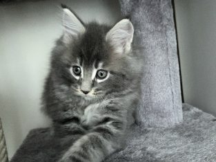 Irvin Maine Coon kiscica