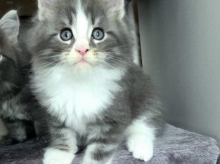 Izzy Maine Coon kiscica
