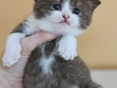 Csokoládé bicolor kandúr