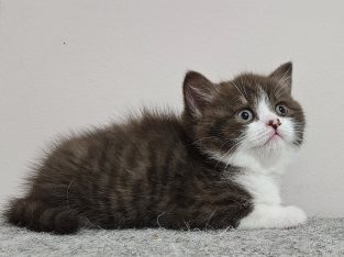 Csokoládé bicolor kandúr