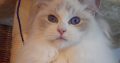 Donald! Ragdoll cica!💖💖💖💖💖💖💖