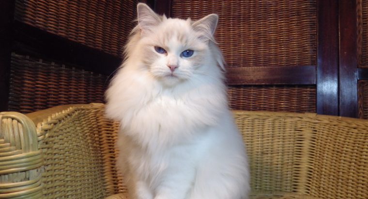 Donald! Ragdoll cica!💖💖💖💖💖💖💖