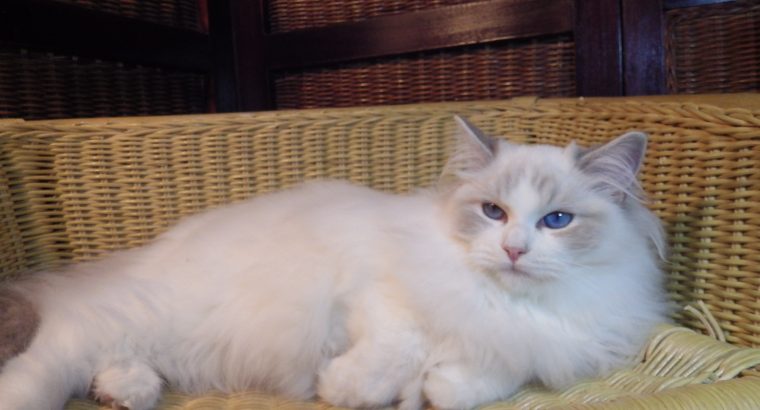 Donald! Ragdoll cica!💖💖💖💖💖💖💖