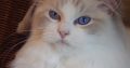 Donald! Ragdoll cica!💖💖💖💖💖💖💖