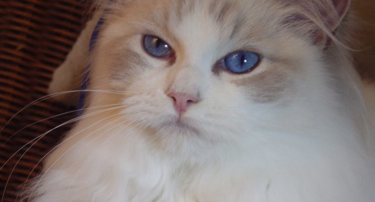 Donald! Ragdoll cica!💖💖💖💖💖💖💖