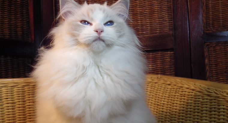 Donald! Ragdoll cica!💖💖💖💖💖💖💖