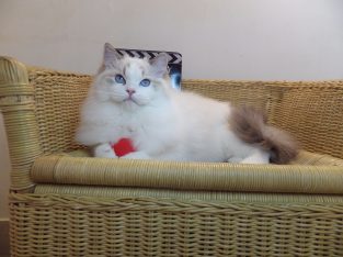 Everly💖💖🐈 Ragdoll kislány!