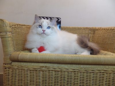 Everly💖💖🐈 Ragdoll kislány!
