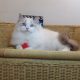 Everly💖💖🐈 Ragdoll kislány!