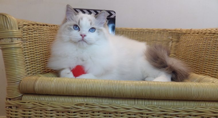 Everly💖💖🐈 Ragdoll kislány!