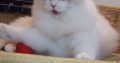 Everly💖💖🐈 Ragdoll kislány!