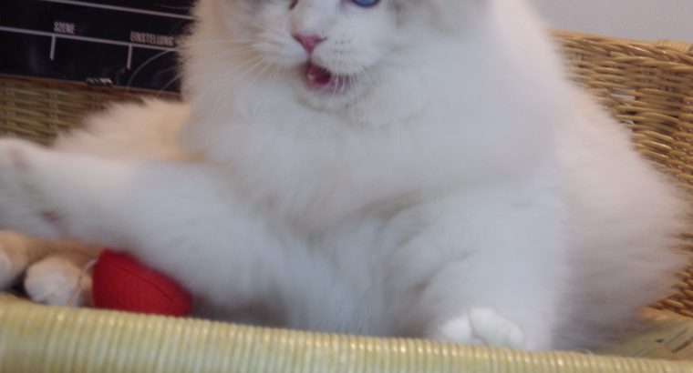 Everly💖💖🐈 Ragdoll kislány!