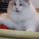 Everly💖💖🐈 Ragdoll kislány!