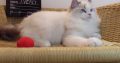 Everly💖💖🐈 Ragdoll kislány!