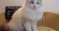 Everly💖💖🐈 Ragdoll kislány!