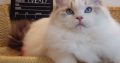 Everly💖💖🐈 Ragdoll kislány!