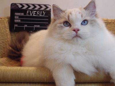 Everly💖💖🐈 Ragdoll kislány!