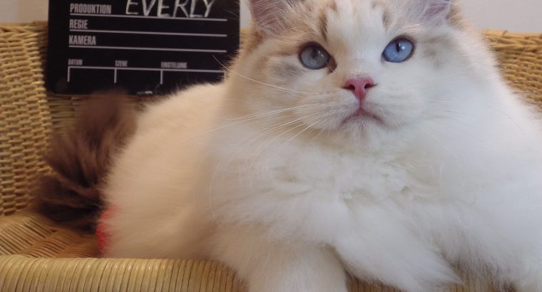 Everly💖💖🐈 Ragdoll kislány!