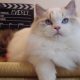 Everly💖💖🐈 Ragdoll kislány!